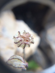 Silene uralensis