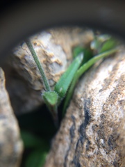 Silene uralensis