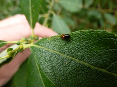 Cryptocephalus pusillus