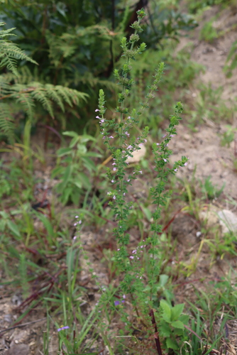 Image of Micromeria imbricata by (c) Tony Rebelo, some rights reserved (CC BY-SA)