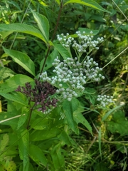 Eupatoriinae