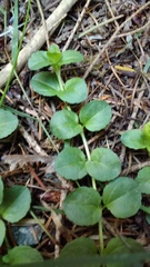 Veronica serpyllifolia serpyllifolia