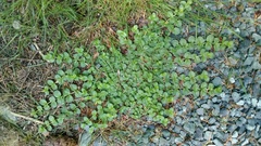Veronica serpyllifolia serpyllifolia