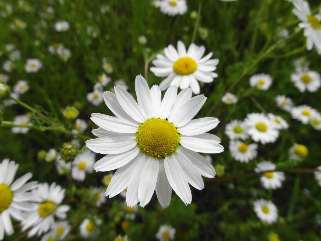 Anthemis Arvensis Flora Vascular Ordesa Y Monte Perdido INaturalist