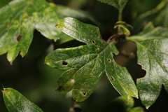 Phyllocoptes goniothorax