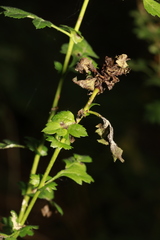 Dasineura crataegi
