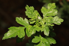 Dasineura crataegi