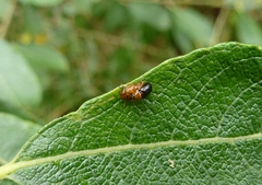 Cryptocephalus pusillus