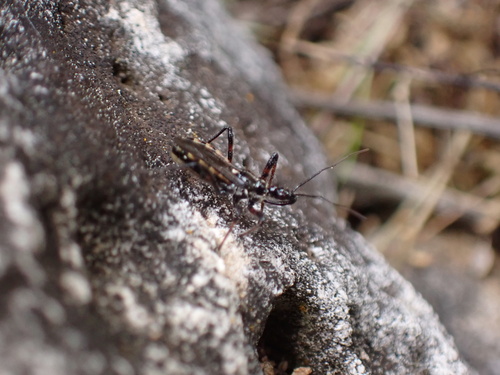 Sphedanolestes lividigaster