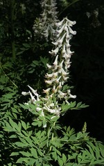 Corydalis caseana brachycarpa