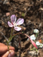 Clarkia similis