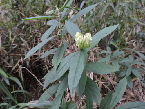 Caamembeca salicifolia (Caamembeca salicifolia)