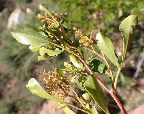 Image of Ribbed Kunirhus by (c) Nicola van Berkel, some rights reserved (CC BY-SA)