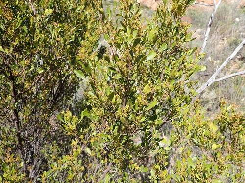 Image of Ribbed Kunirhus by (c) Nicola van Berkel, some rights reserved (CC BY-SA)