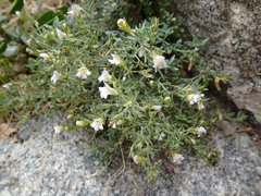 Chaenorhinum