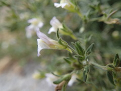 Chaenorhinum