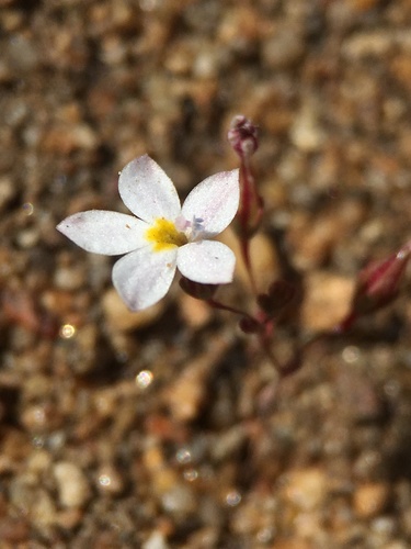 Image of Nemacladus breviflorus by (c) Matt Berger, some rights reserved (CC BY)