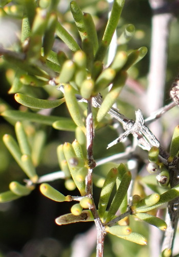 Image of Asparagus lignosus by (c) Nicola van Berkel, some rights reserved (CC BY-SA)