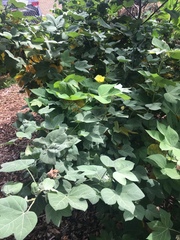 Gossypium tomentosum