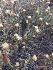 Brickellia frutescens