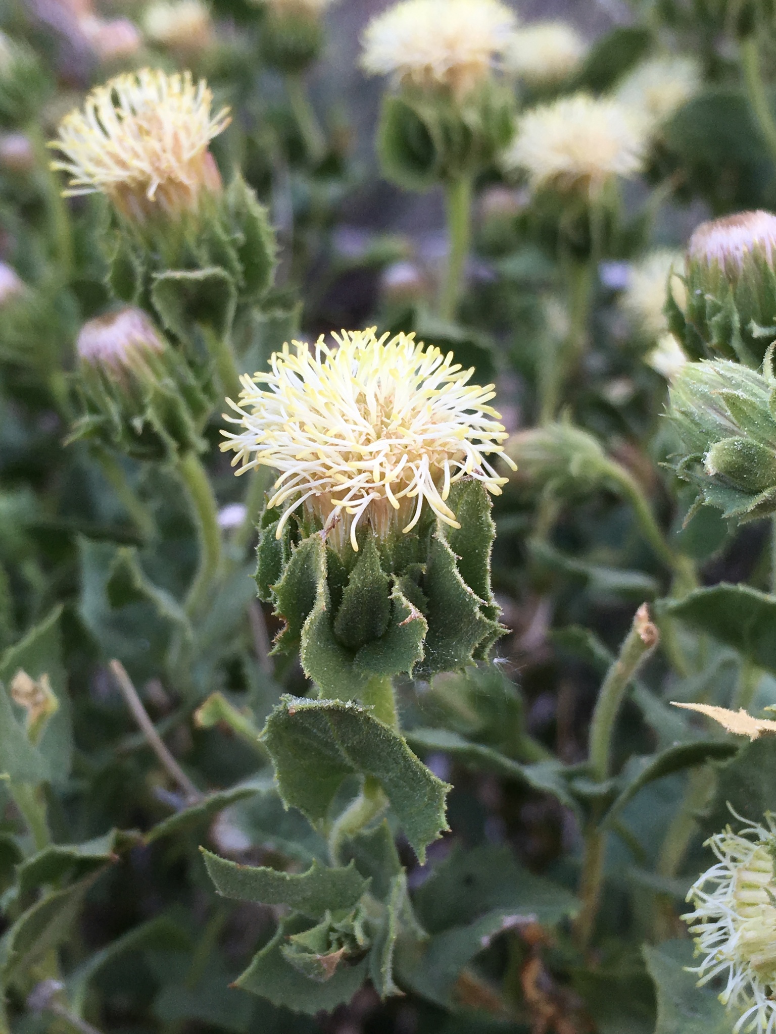 Brickellia atractyloides var. odontolepis