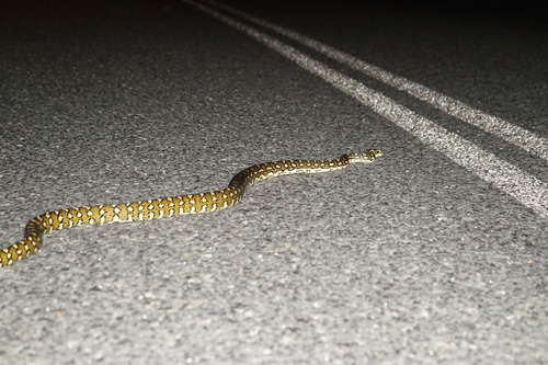 Diamond Python sighting