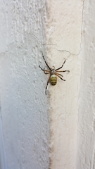 Argiope bruennichi