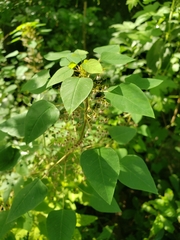 Euphorbia dioscoreoides attenuata