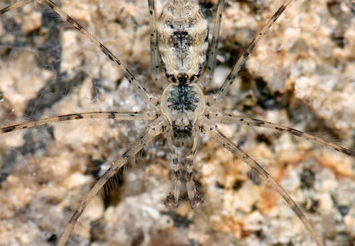 Hypochilus petrunkevitchi