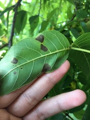 Gnomonia caryae