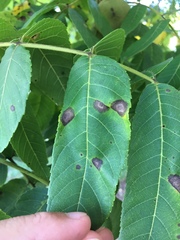 Gnomonia caryae