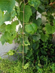 Vitis