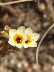 Leptosiphon lemmonii