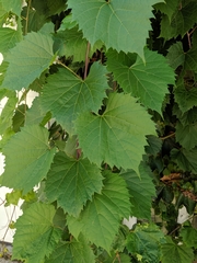 Vitis