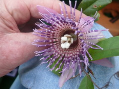 Passiflora laurifolia