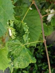 Vitis