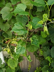 Vitis
