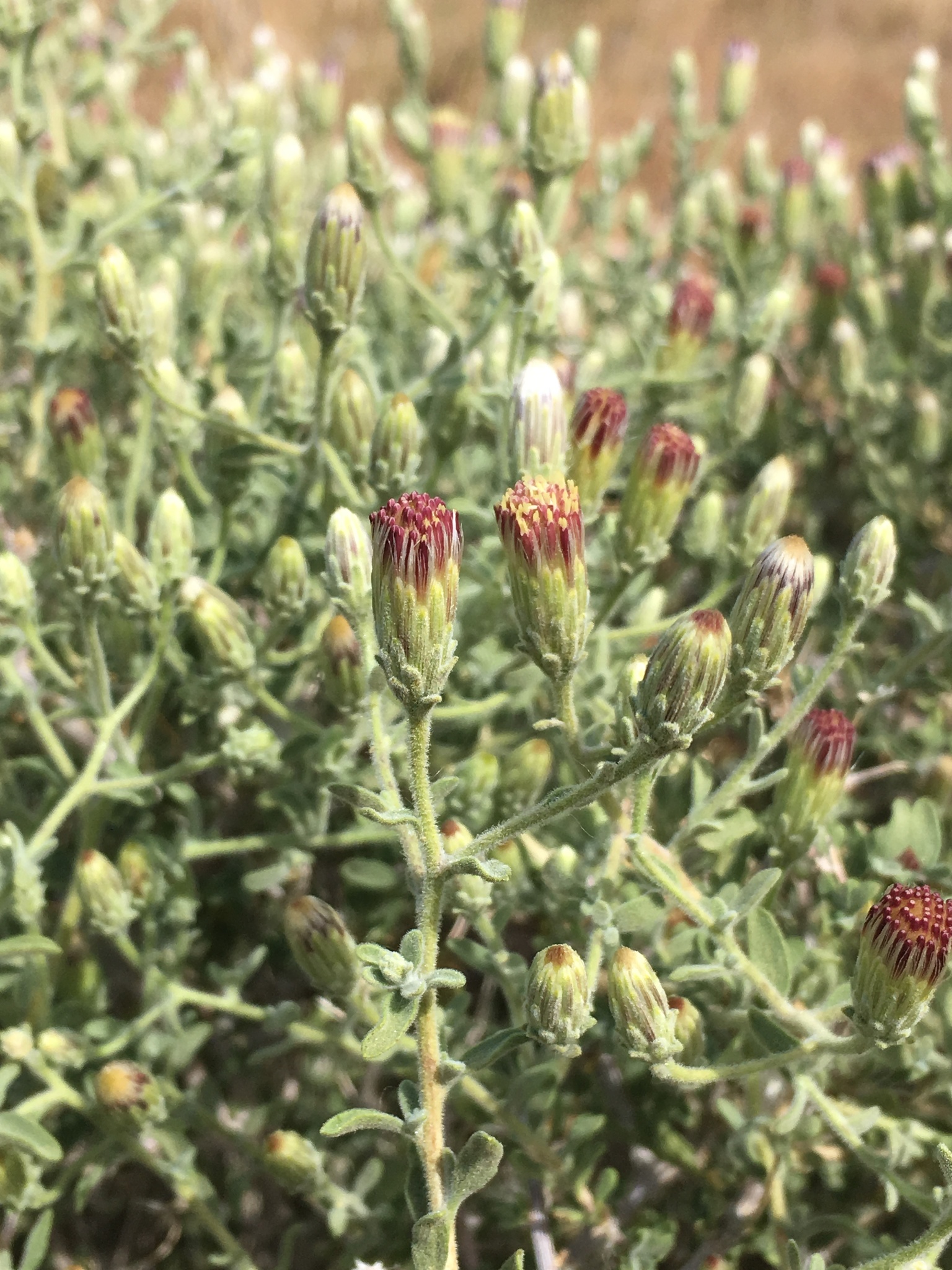 Brickellia frutescens