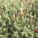 Brickellia frutescens - Photo (c) Matt Berger, algunos derechos reservados (CC BY), subido por Matt Berger
