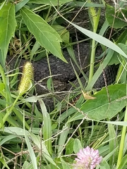 Nerodia sipedon insularum