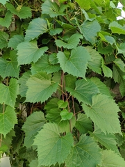 Vitis