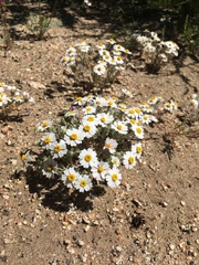 Eriophyllum wallacei rubellum