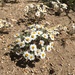 Wallace's White Woollydaisy - Photo (c) Matt Berger, some rights reserved (CC BY), uploaded by Matt Berger