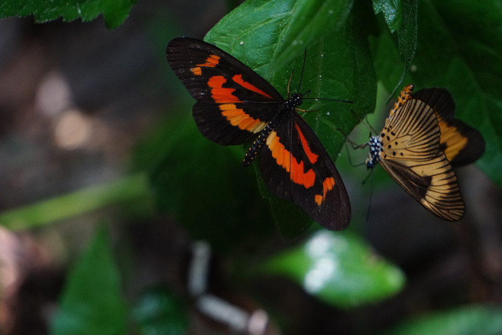 Acraea althoffi