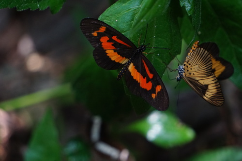 Althoff's acraea