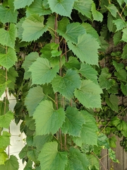 Vitis