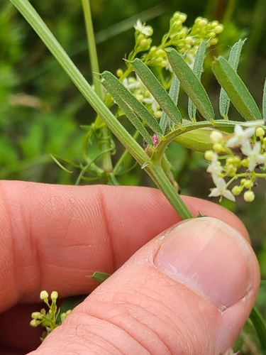 Image of Vicia grandiflora by (c) Daniel Linzbauer, some rights reserved (CC BY)