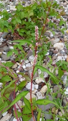 Persicaria maculosa