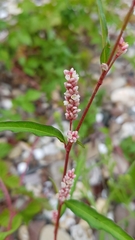 Persicaria maculosa