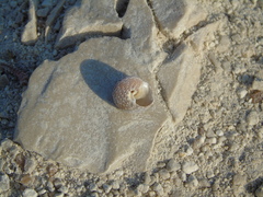 Steromphala albida